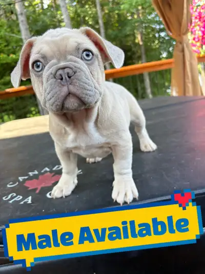 French Bulldog Puppies, View more