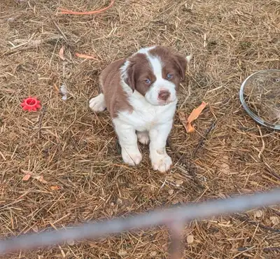 American Valley Bulldog x St Bernard Puppies, View more