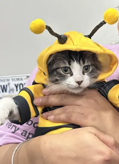 SIBERIAN kitten (Male), View more