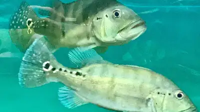 FISHES IN STOCK, View more