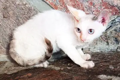 Registered Devon Rex Kittens, View more