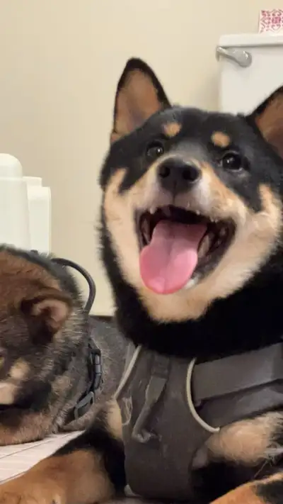 Beautiful purebred Shiba Inu, born on September 24, 2024...currently 7 months old...looking for a ne...