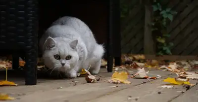  Lovely Scottish Fold Looking for a New Home , View more