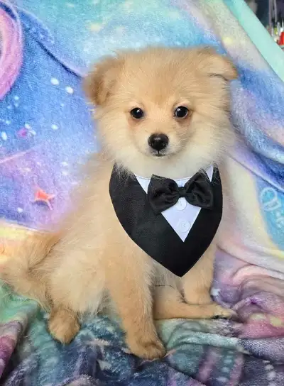 Pomeranian/shitzu, View more