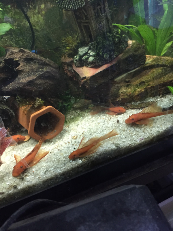 Longfin Red Bristlenose Plecos in Fish for Rehoming in City of Halifax