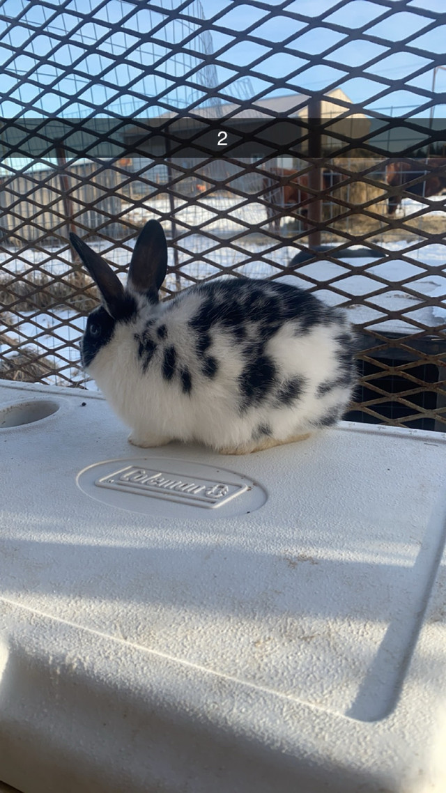 1 male bunny SOLD in Small Animals for Rehoming in Edmonton