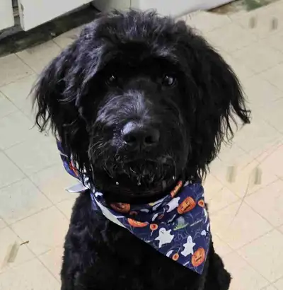 mâle goldendoodle, View more