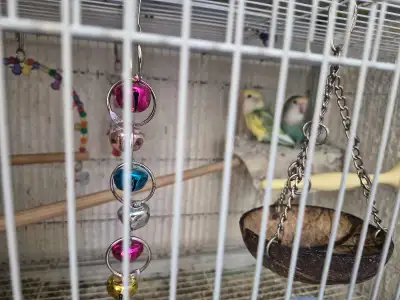 love bird pair, View more