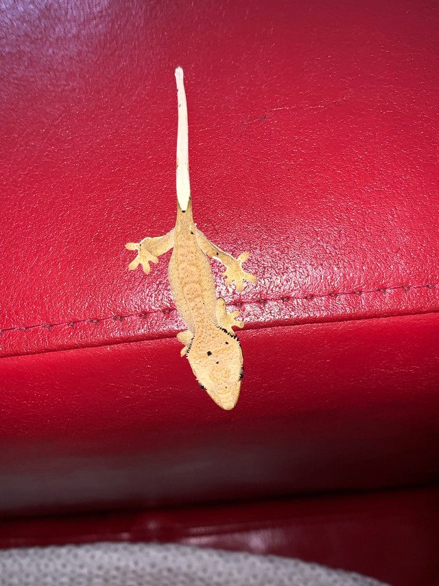 Baby Dalmatian gecko  in Reptiles & Amphibians for Rehoming in Ottawa - Image 3