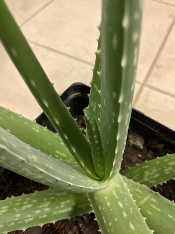 Very Healthy Medium Size Aloe Vera Plant pickup at west side in Plants, Fertilizer & Soil in Edmonton