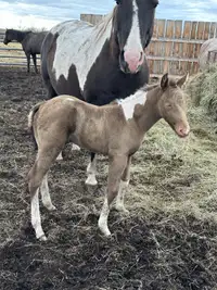 2024 Classic champagne tobiano APHA (pending) 