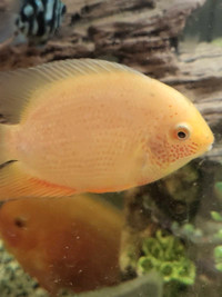 Red Spotted and Green Severums