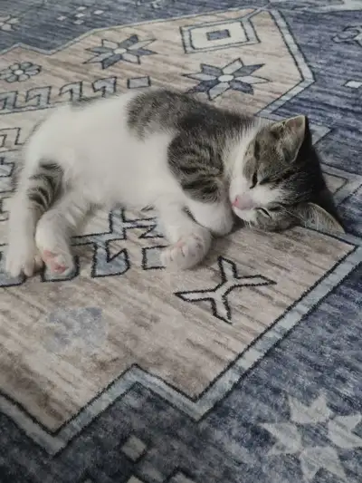 kittens for rehoming, View more