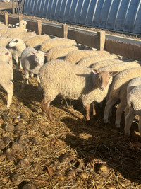 Commercial ewe lambs for sale 