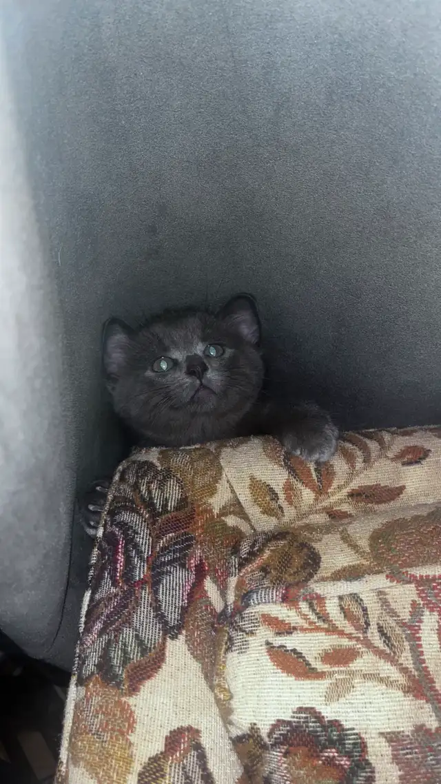Male Black kitten with blue eyes  in Cats & Kittens for Rehoming in City of Montréal - Image 7
