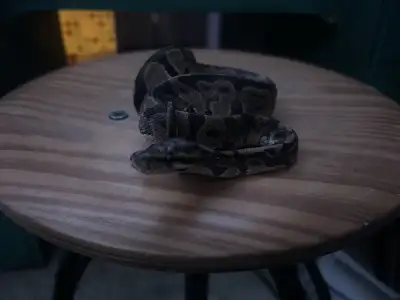 Beautiful Ball Python for Rehoming – “Chiki”, View more