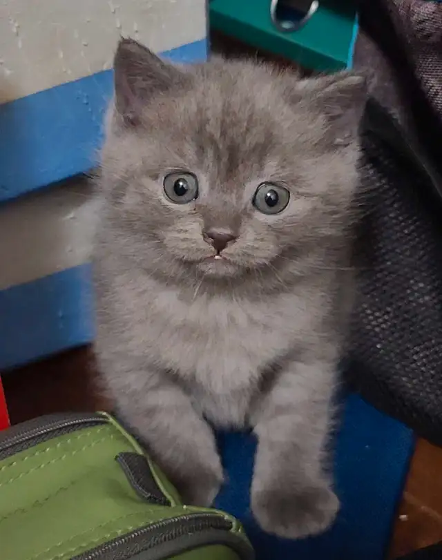 ❤️❤️ Purebred British shorthair kittens in Cats & Kittens for Rehoming in West Island - Image 5