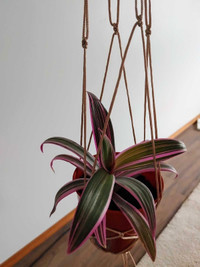 Hanging plant with silk macrame plant hanger 