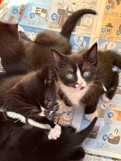 Kitten cat sales, View more