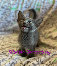 Oriental shorthair kittens /TICA registered 