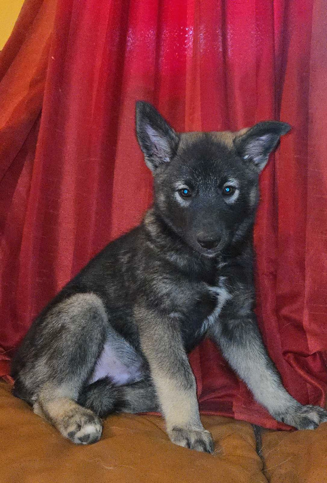 Only 1 left Gorgeous Norwegian Elkhound Puppy in Dogs & Puppies for Rehoming in North Bay - Image 2