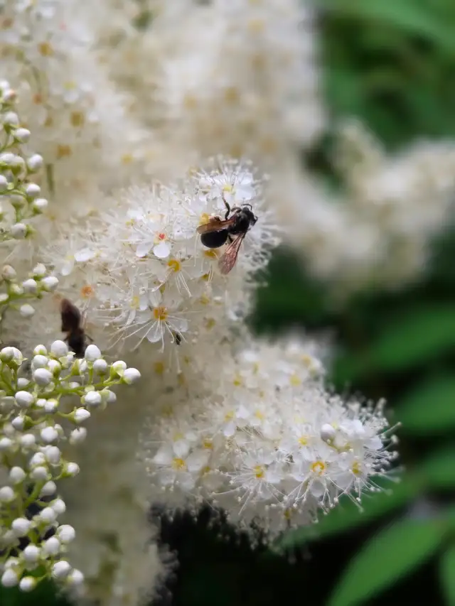 Bee Identification496776073341849603