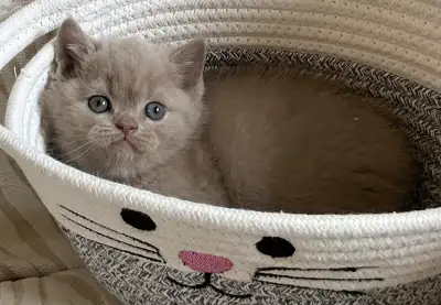 Bouncy Baby British Shorthair Kitten! 12 weeks old*READY NOW!*, View more