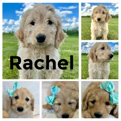 I am located in Mayerthorpe Alberta we can FaceTime a meet and greet for your Puppy and date for del...
