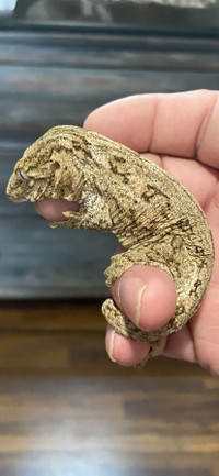 Gecko Leachianus
