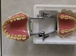 Educational Dental Study model for sale. in Health & Special Needs in City of Toronto - Image 4