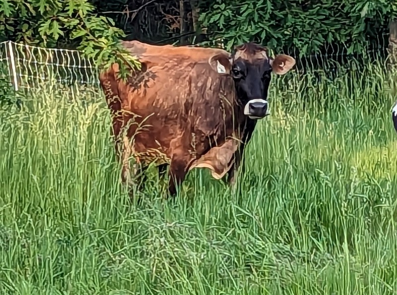 Jersey Cow in milk, Holstein calf (female) Livestock Brantford Kijiji