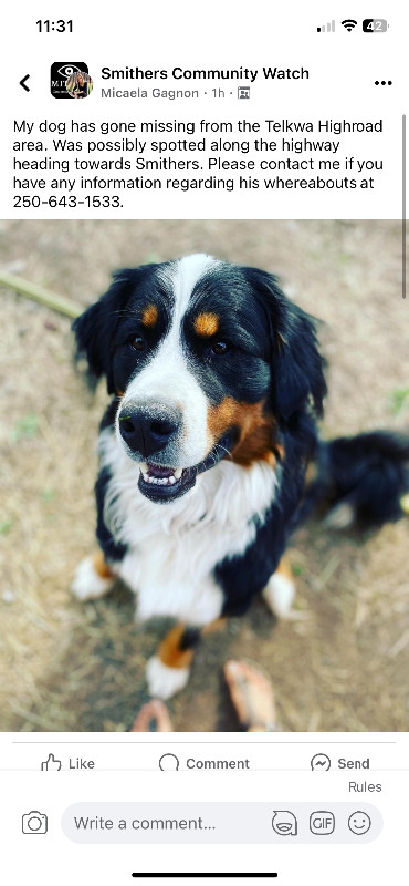 LOST BERNESE MTN DOG in Lost & Found in Smithers - Image 2