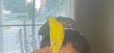 beautiful tamed yellow budgie, View more