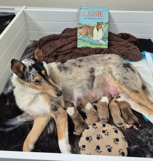CHIOT COLLEY / COLLIE PUPPY in Dogs & Puppies for Rehoming in Gatineau - Image 11