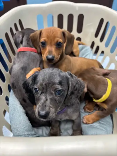 We have two beautiful litters of purebred miniature dachshunds. 8 puppies looking for their perfect...