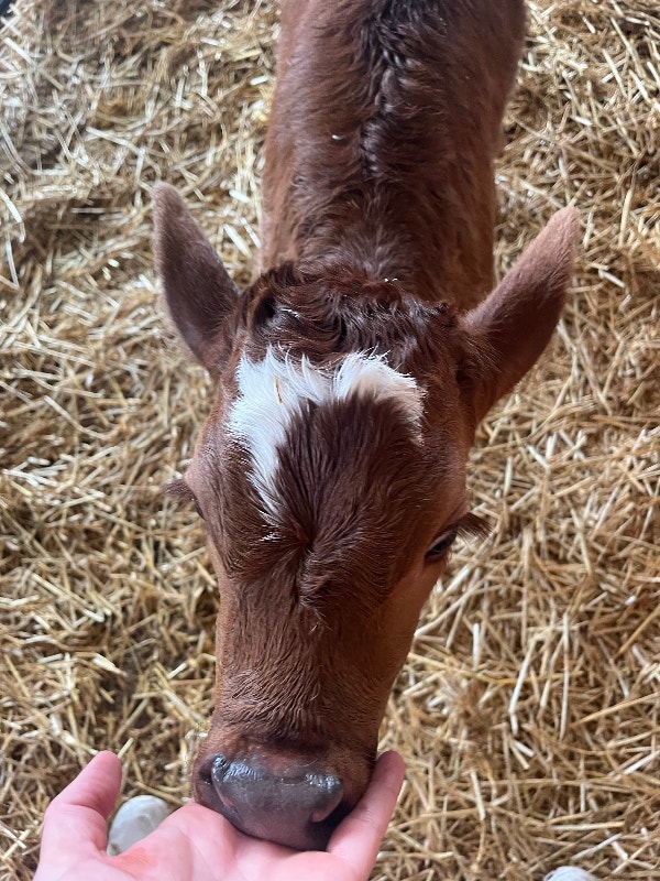 Beef calves for sale Livestock Lethbridge Kijiji