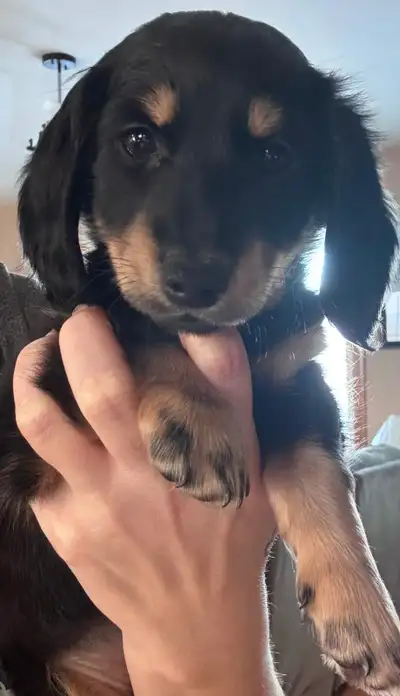 Miniature Dachshund Puppies!, View more