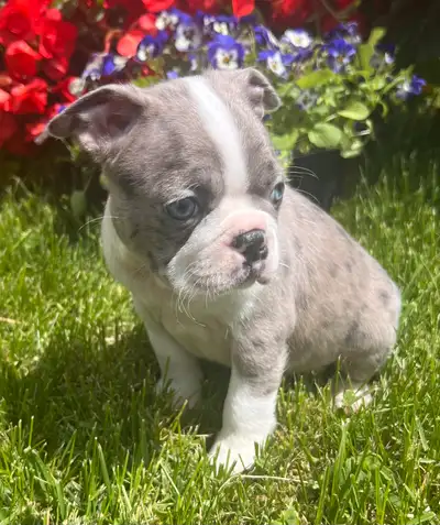 Top Quality DNA tested Pure Bred Boston Terriers Males and Females champagne, lilac and one Merle ww...