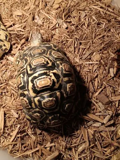 leopard tortoise , View more