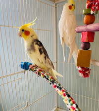 Beautiful quality cockatiel pair! X large flight cage available!
