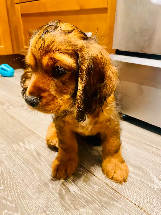 Purebred American Cocker Spaniel Puppies in Dogs & Puppies for Rehoming in Oshawa / Durham Region - Image 6