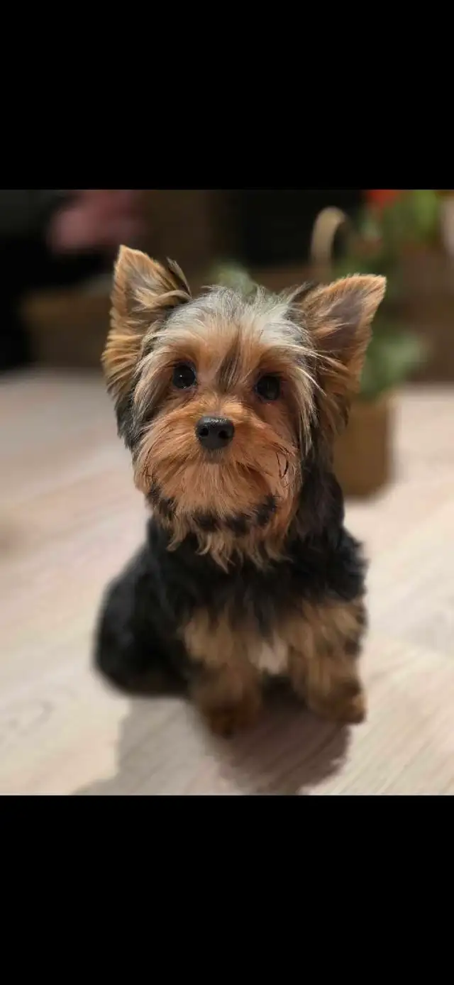  Pure Breed Yorkie  boy in Cats & Kittens for Rehoming in Edmonton - Image 3