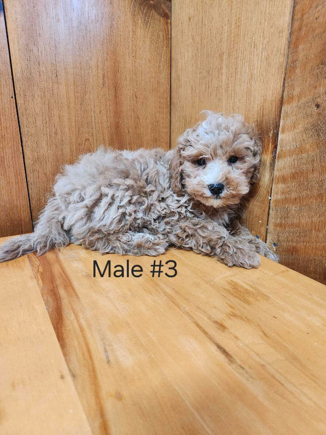 Miniature Poodle in Dogs & Puppies for Rehoming in Pembroke - Image 4