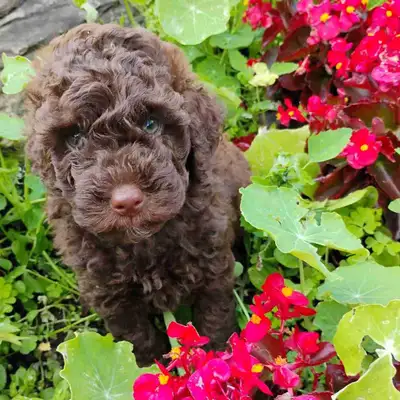 Mini Goldendoodle, View more