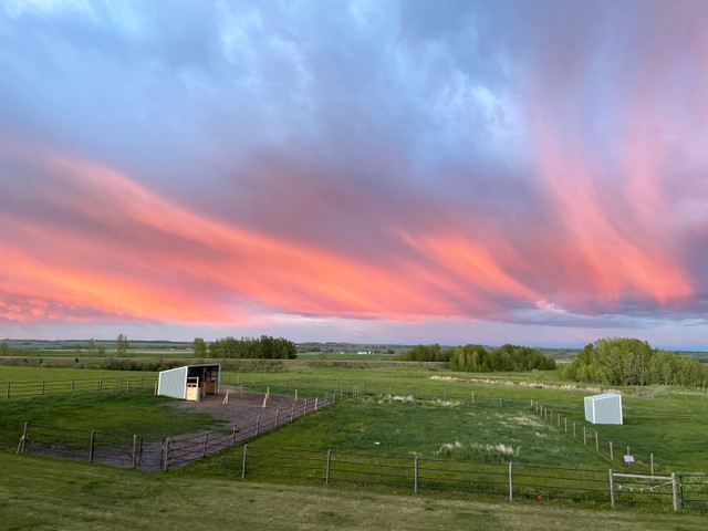 Horse Pasture Available in Horses & Ponies for Rehoming in Calgary