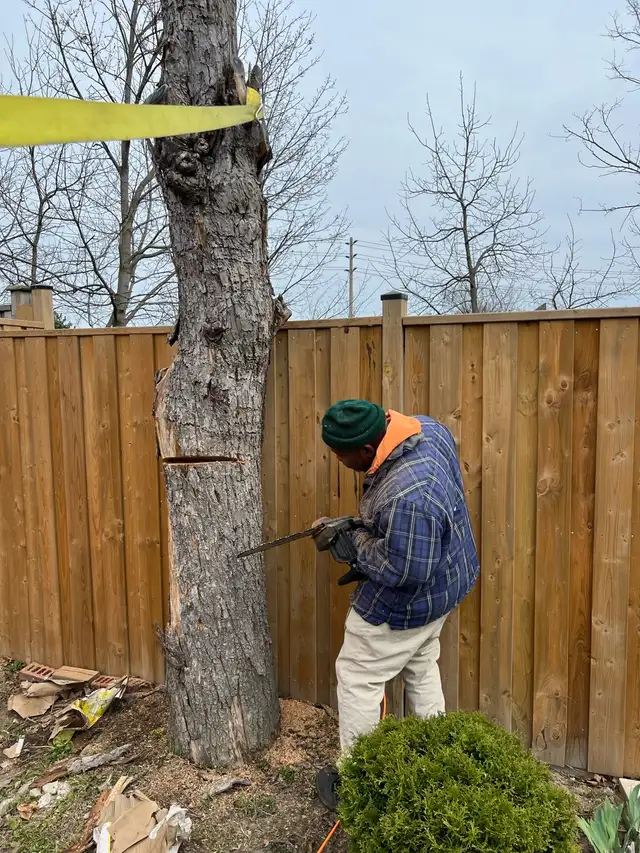 tree Cutting or removal in Lawn, Tree Maintenance & Eavestrough in City of Toronto - Image 7