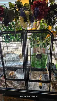 60 x 40x 20.. Bird cage with , 2 canaries