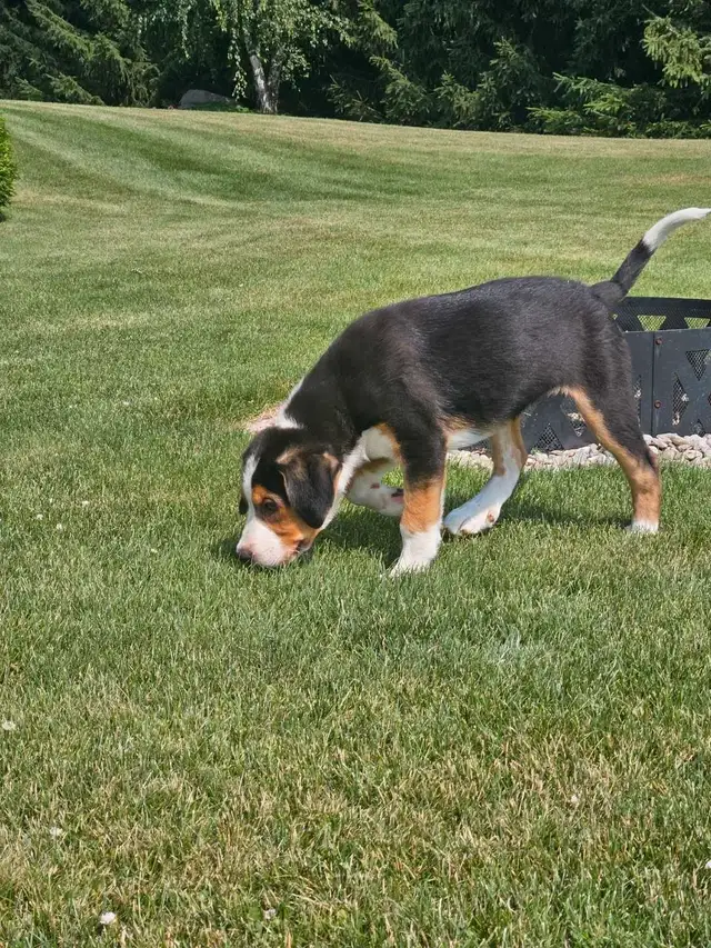 Walker Hound/Mountain Bernese cross in Dogs & Puppies for Rehoming in Kitchener / Waterloo - Image 4