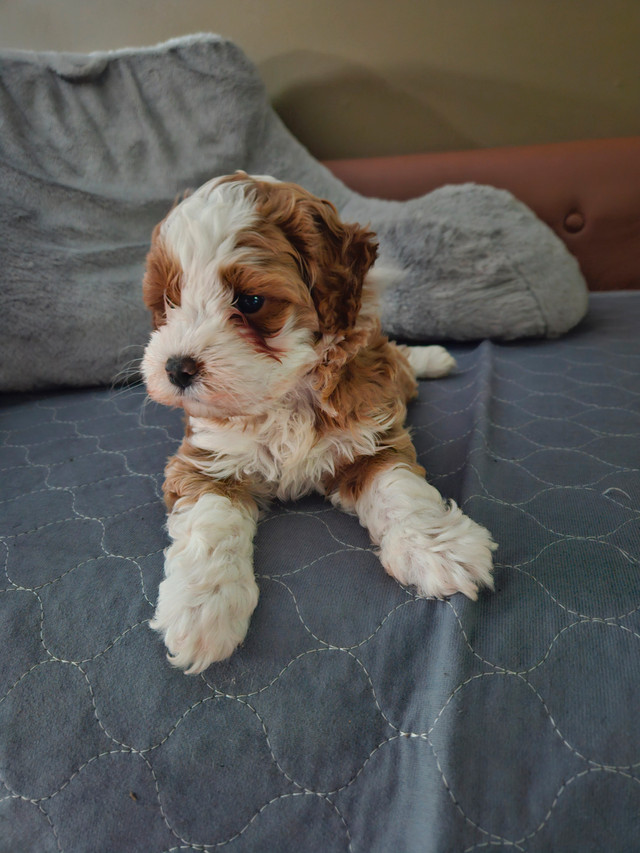 Cockapoo male dans Chiens et chiots à adopter  à Victoriaville - Image 2