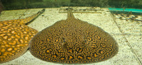 Female Marble Mantilla Stingray